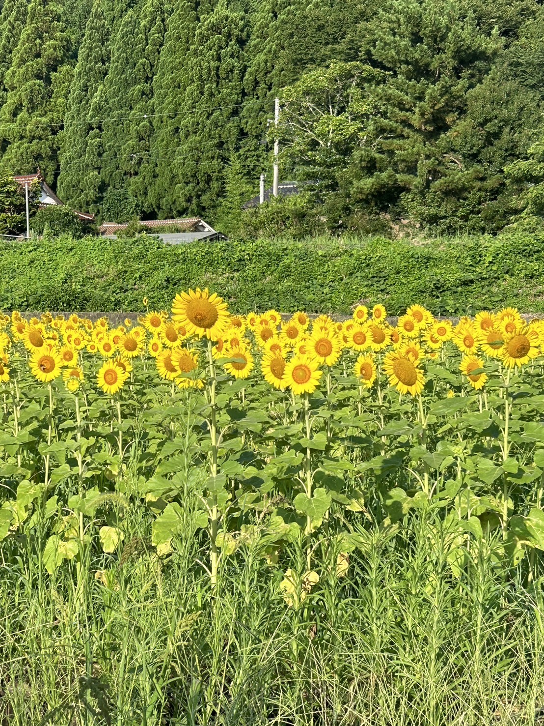 8月1日のひまわりの様子 | グリーンガーデン