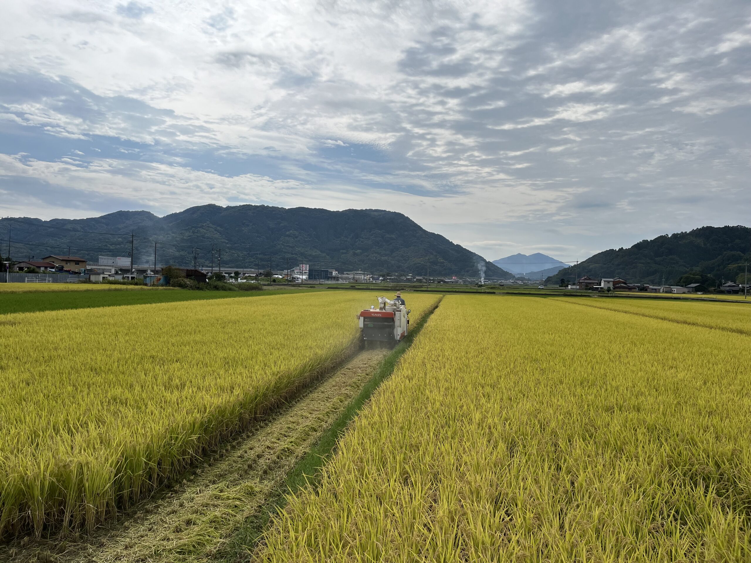 10月の田んぼの様子 | グリーンガーデン